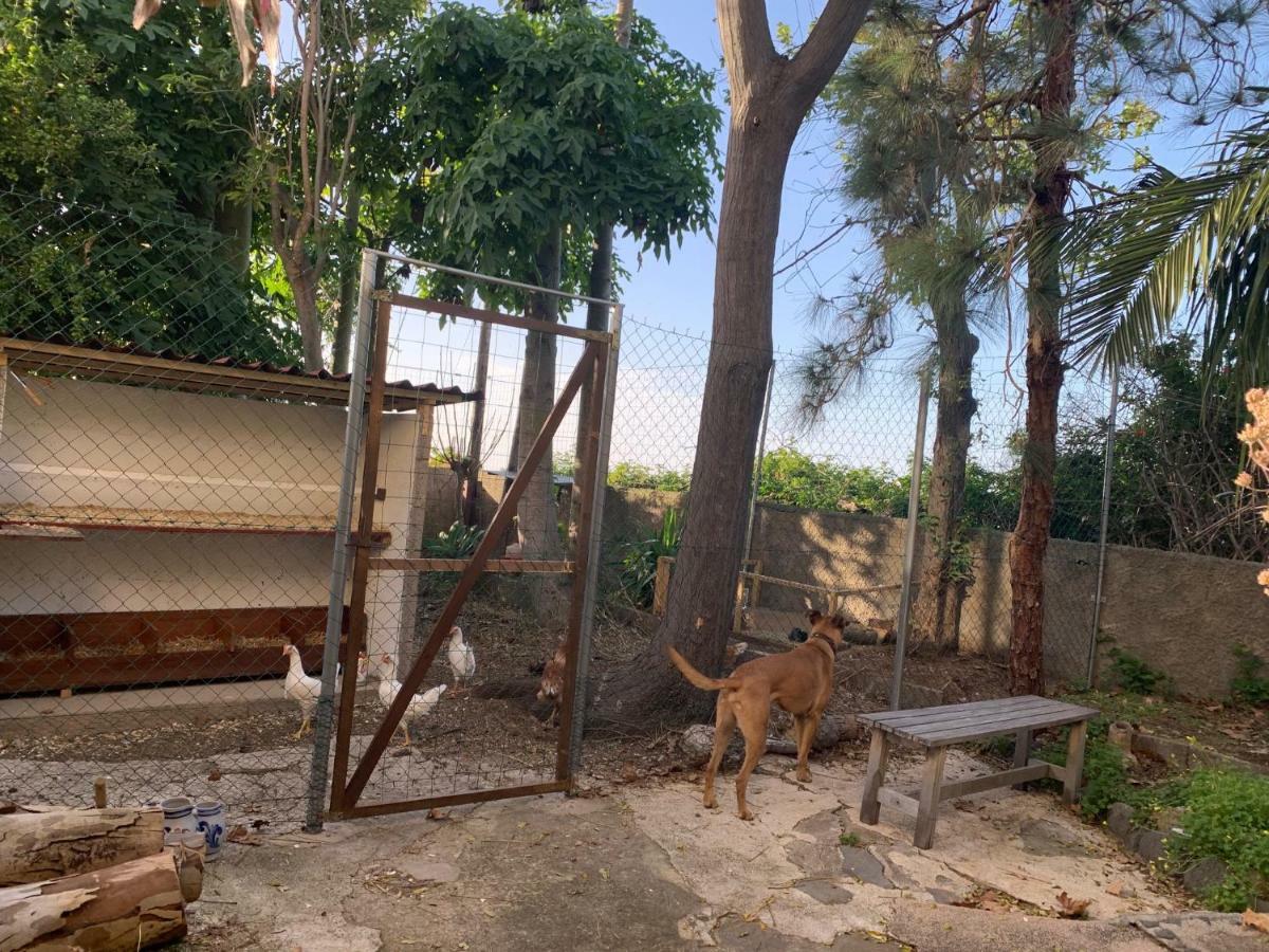 Ferienwohnung Finca Monica La Matanza De Acentejo Exteriör bild