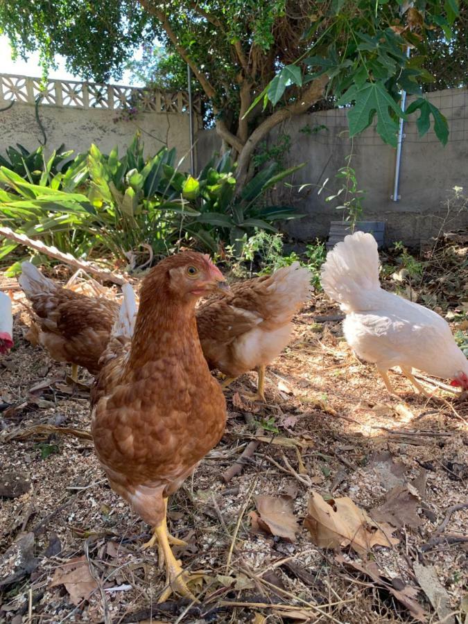 Ferienwohnung Finca Monica La Matanza De Acentejo Exteriör bild